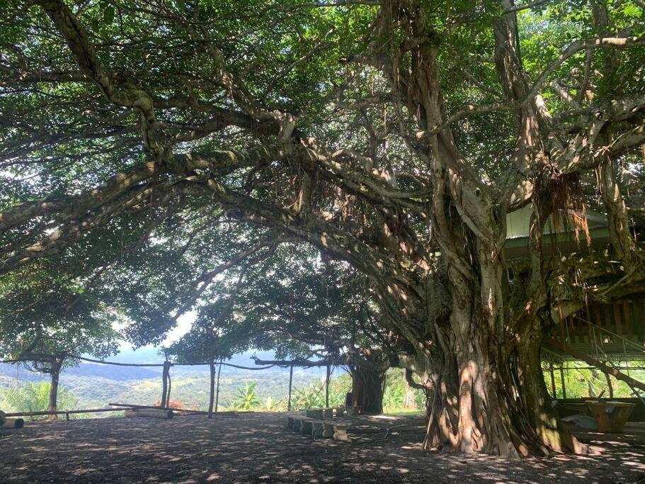 Disfruta Del Contacto Con La Naturaleza Apartamento Puntarenas Exterior foto